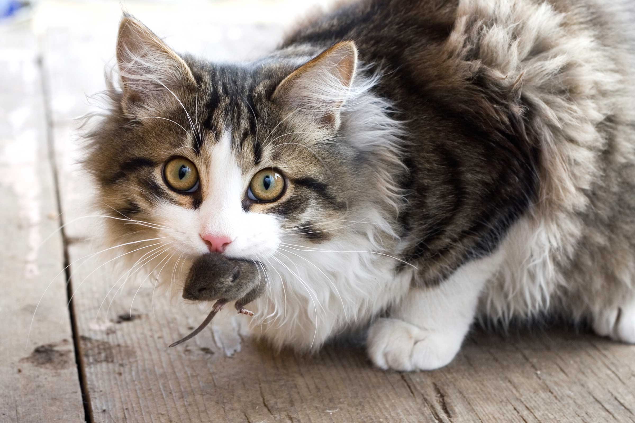Bệnh viêm tụy ở mèo xuất phát từ nhiều nguyên nhân