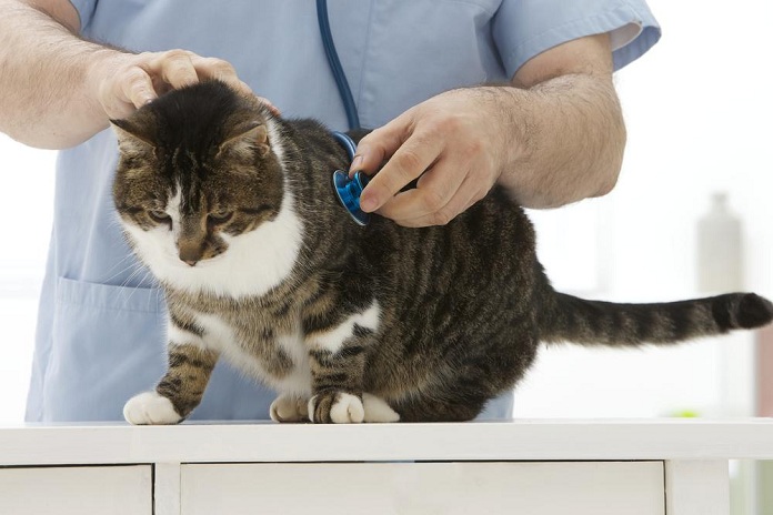 Bệnh viêm tụy ở mèo khá dễ nhận biết và chẩn đoán