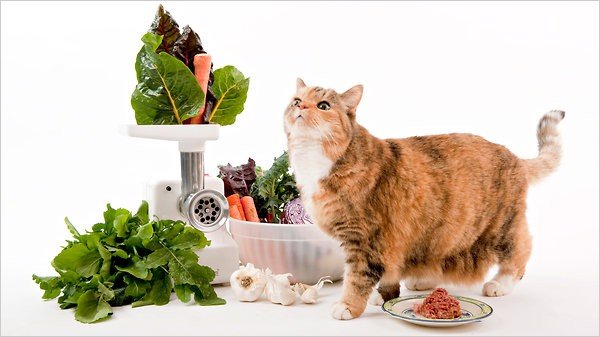 Một số loại thức ăn cho mèo con
