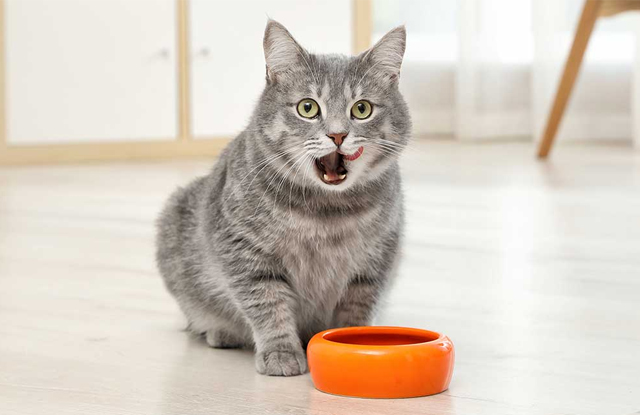 Mèo con ăn gì qua từng giai đoạn