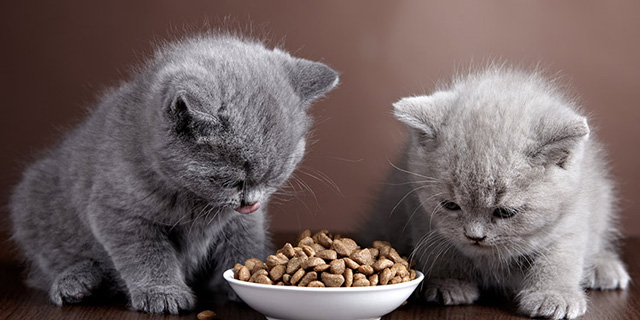 Các loại thức ăn tốt nhất cho mèo con