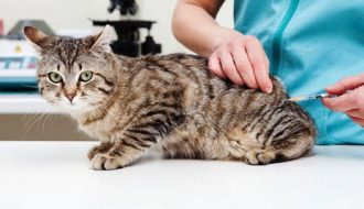 Hướng dẫn cách chữa trị bệnh giảm bạch cầu ở mèo