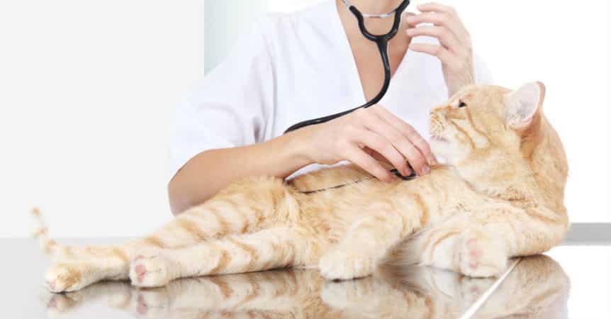 Triệu chứng của bệnh giảm bạch cầu ở mèo