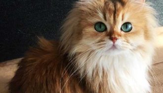 Kinh nghiệm nuôi mèo Anh lông dài mà bạn nên biết