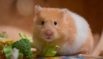 Làm sao để giảm cân cho hamster bị béo phì?