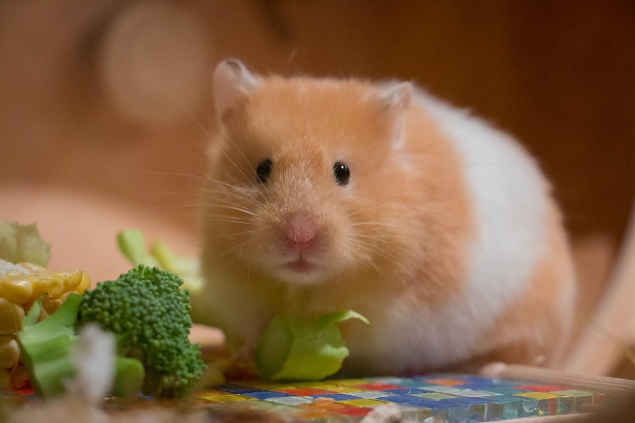 Cách giảm béo cho hamster