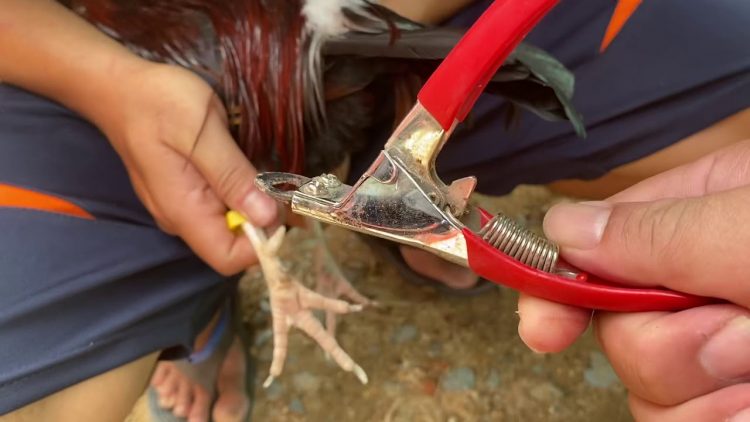 Phương pháp cắt cựa gà chọi nâng cao không chảy máu