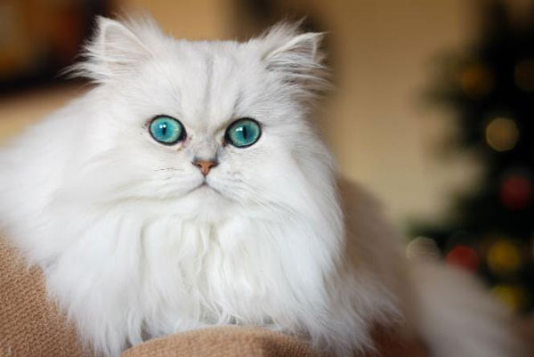 Mèo Anh lông dài giá bao nhiêu? Mua mèo thuần chủng ở đâu?