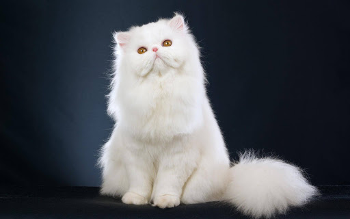 Tính cách của mèo Ba Tư