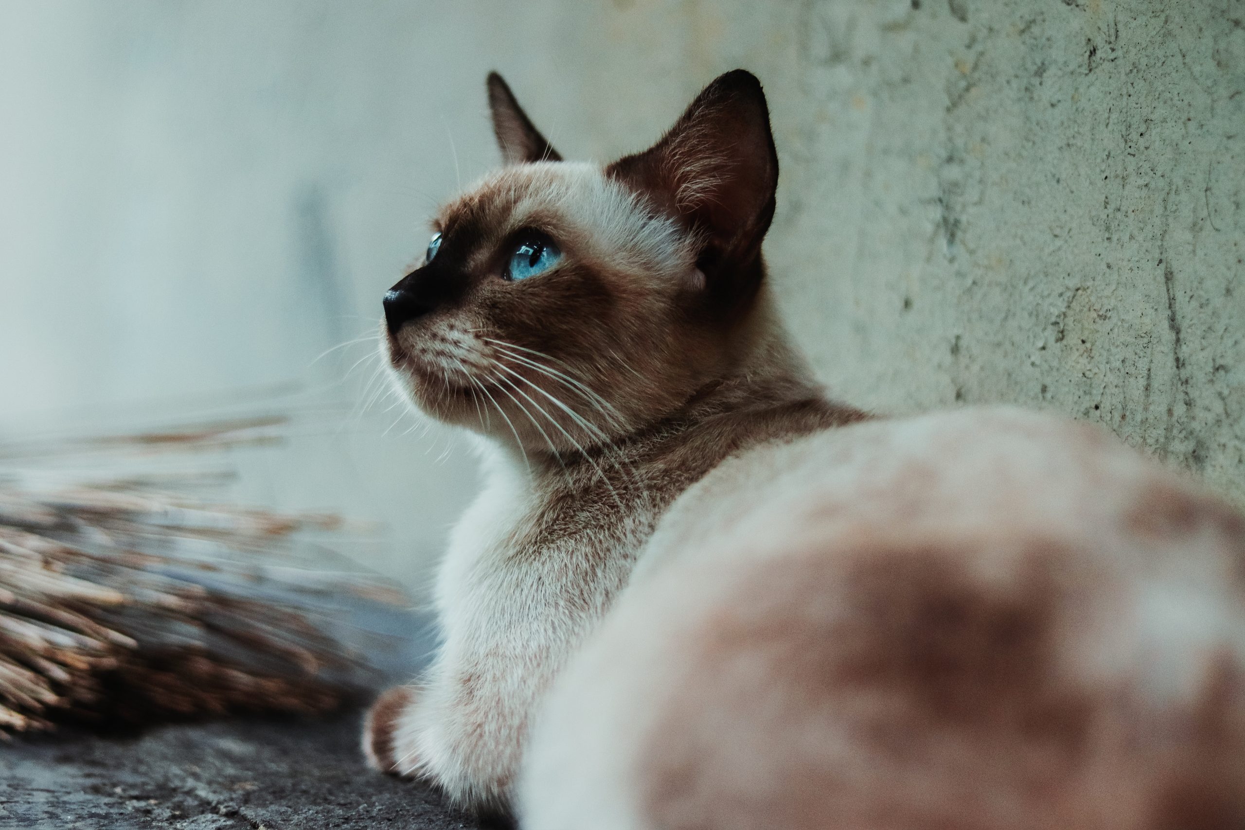 Đặc điểm và tính cách của mèo xiêm