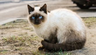 Mèo Xiêm – Giống mèo độc, lạ và quý tộc đến từ Thái Lan