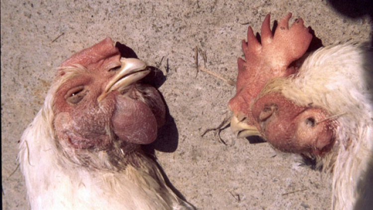 Những biểu hiện của gà chọi khi bị tụ huyết trùng