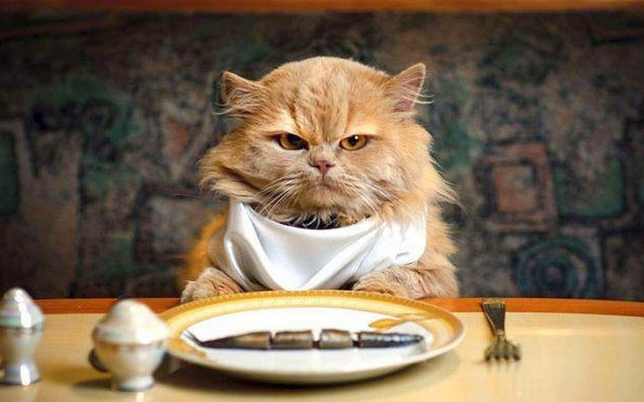 Thay đổi khẩu vị ăn hàng ngày sẽ giúp cải thiện chứng lười ăn ở mèo