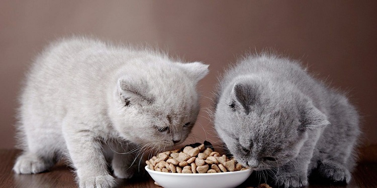 Khi mèo lười ăn quá lâu, chúng ta cần có những biện pháp can thiệp kịp thời