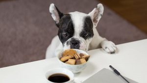 Cách chữa chứng biếng ăn ở chó