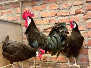 Những điều cần biết về gà chú hề đến từ Tây Ban Nha