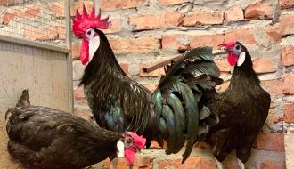 Những điều cần biết về gà chú hề đến từ Tây Ban Nha