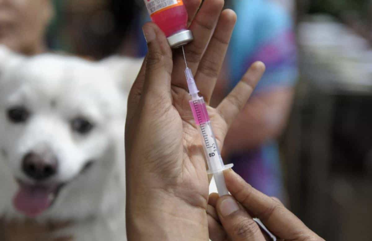 Tại sao chó con cần tiêm vaccine bệnh dại?