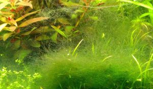 Cách loại bỏ rêu trong bể cá cảnh