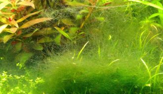 Những điều cần biết về lượng rêu tảo trong bể cá cảnh