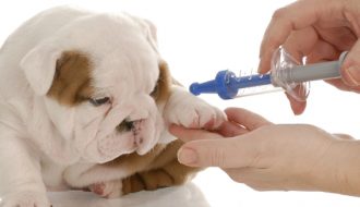 Những điều cần biết về vacxin 5 bệnh cho chó
