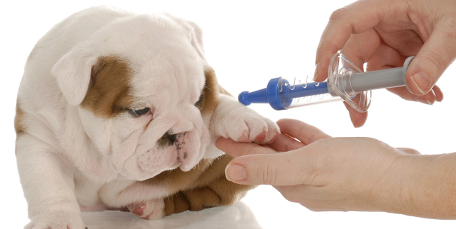 Những điều cần biết về vacxin 5 bệnh cho chó