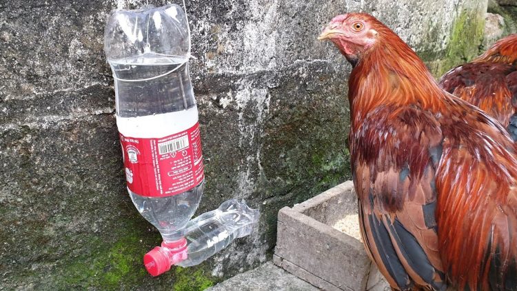 Đảm bảo nguồn cung cấp nước cho gà con