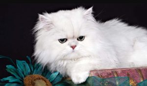 mèo Ba Tư (Persian)