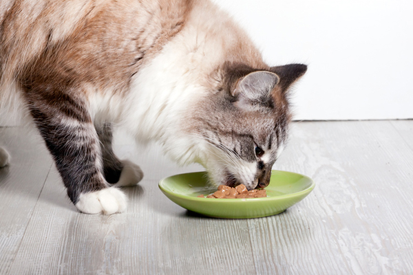 Thức ăn dành cho mèo chân ngắn khá đa dạng