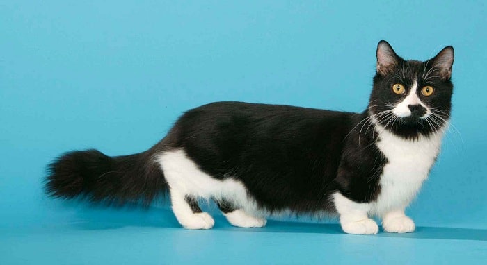 Mèo Munchkin chân ngắn là thú cưng được nhiều người lựa chọn nuôi dù giá mua khá đắt đỏ