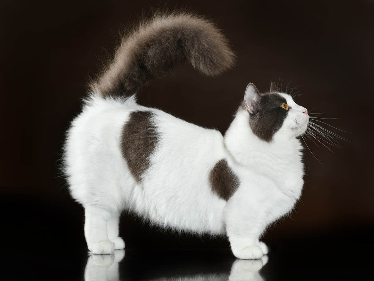 Những chú mèo Munchkin chân ngắn luôn gây ấn tượng với vẻ bề ngoài mũm mĩm