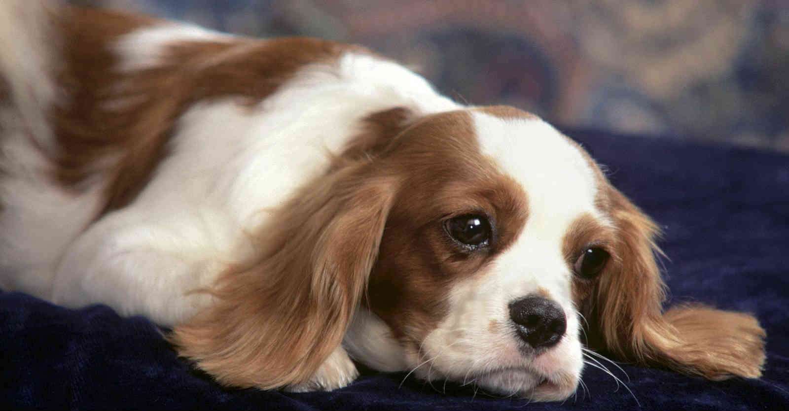 Chó cưng thường rất đau khi bị táo bón