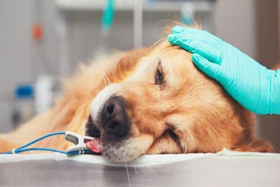 Phòng tránh bệnh cúm ở chó
