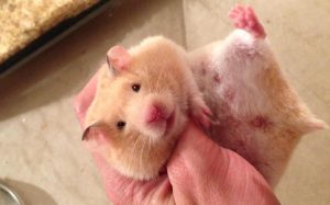 Quá trình chăm sóc chuột Hamster từ khi mang thai đến khi sinh con