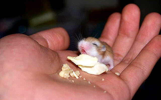 Hình dáng của chuột Hamster mới sinh