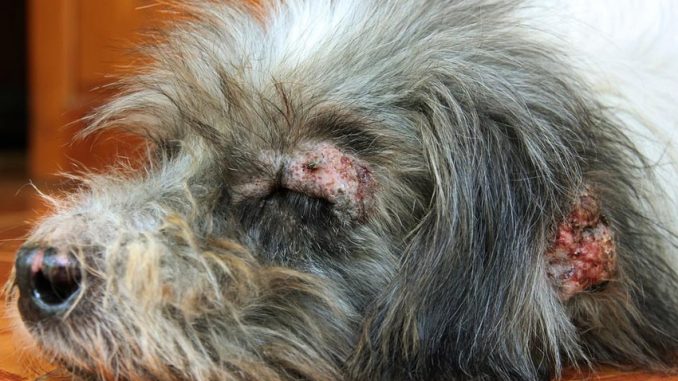 Chẩn đoán viêm da cho chó như thế nào?