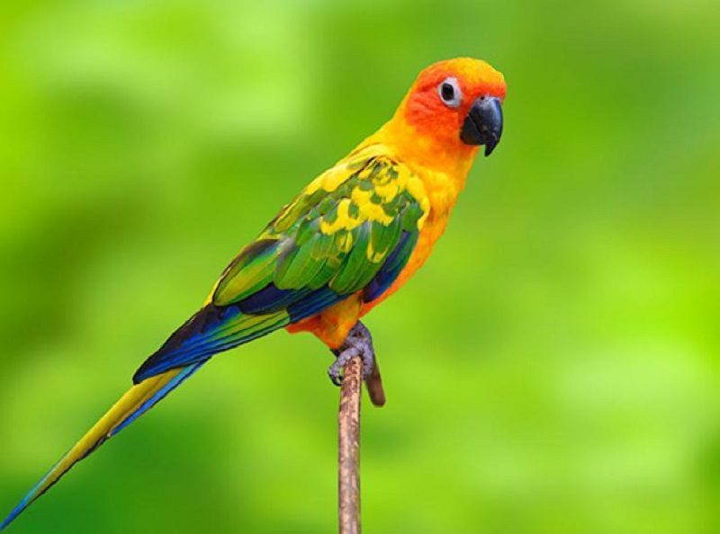 Vẹt chủ yếu sống ở vùng nhiệt đới