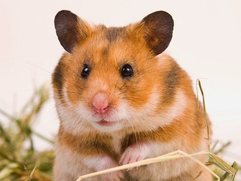 Nguồn gốc của chuột Hamster