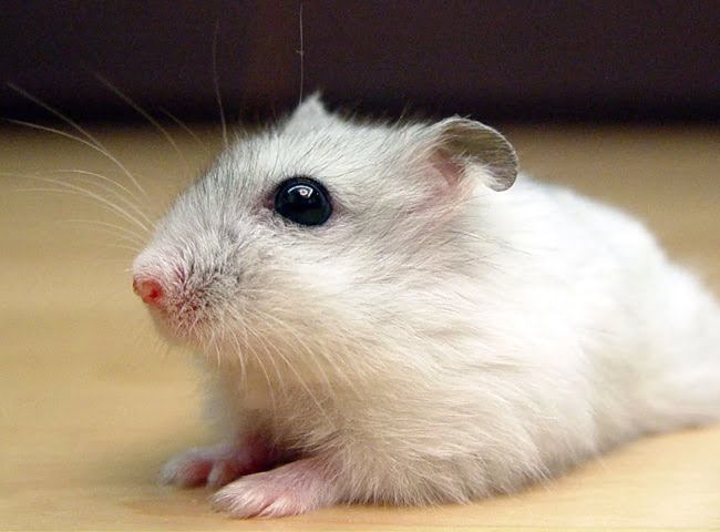 Hamster winter white rất phù hợp cho các bạn nhỏ nuôi
