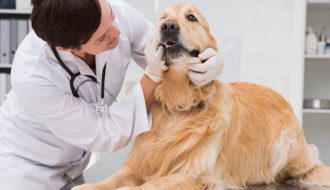 Trị bệnh parvo ở chó bằng lá ổi đơn giản mà hiệu quả
