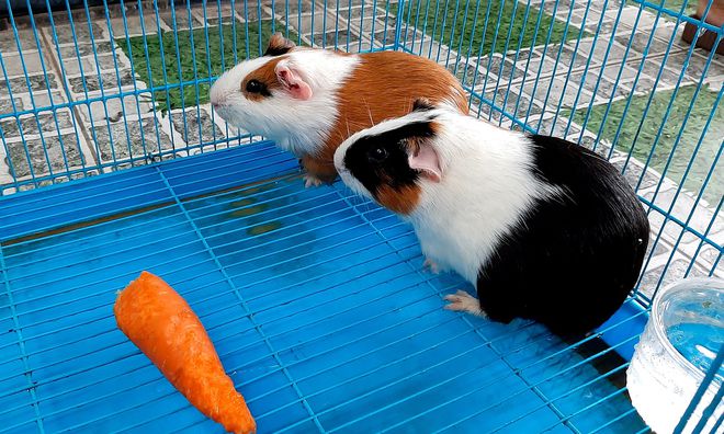 Chuột nhà lang ăn cà rốt