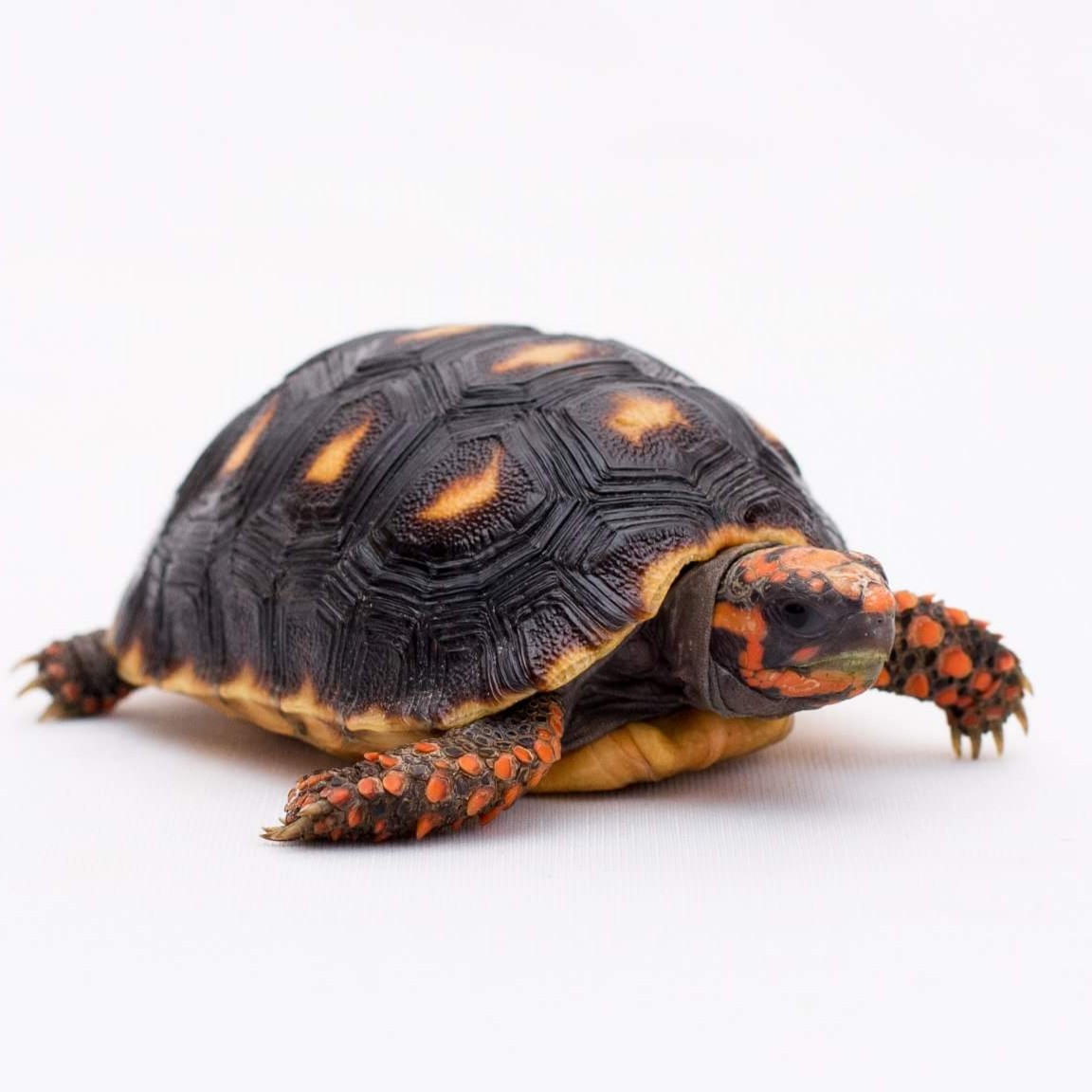 Rùa Chân Đỏ là dòng rùa cạn đến từ miền bắc Nam Mỹ