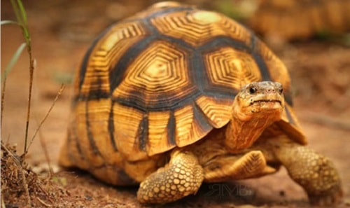 Loại rùa này có màu sắc khá đẹp